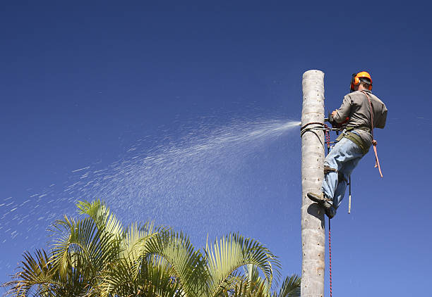 How Our Tree Care Process Works  in  Vaiden, MS