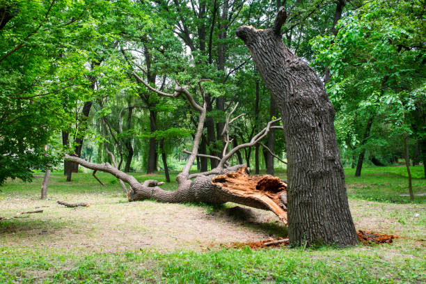 Best Stump Grinding and Removal  in Vaiden, MS