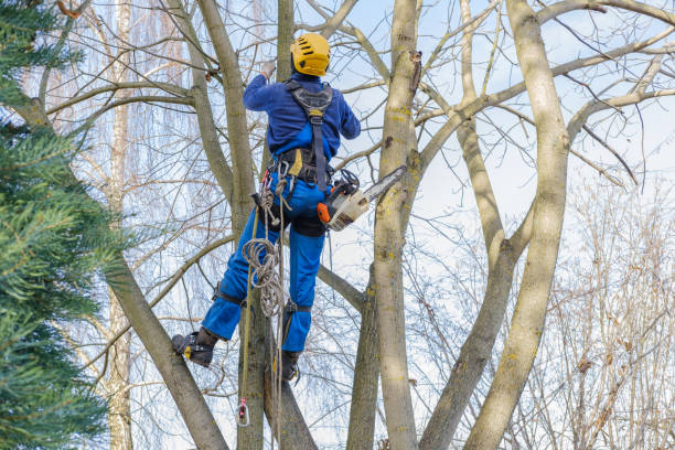  Vaiden, MS Tree Care Pros