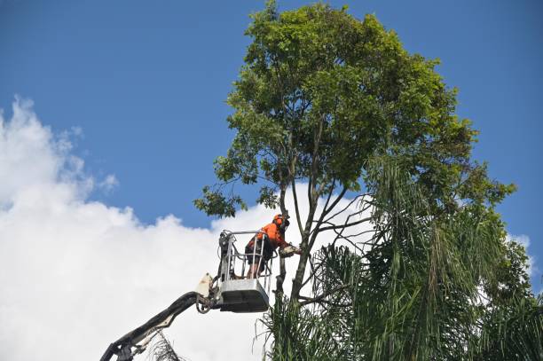Best Tree Cabling and Bracing  in Vaiden, MS