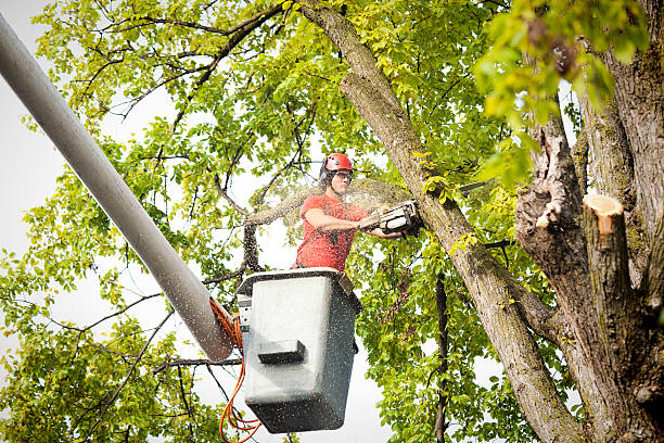 Best Utility Line Clearance  in Vaiden, MS