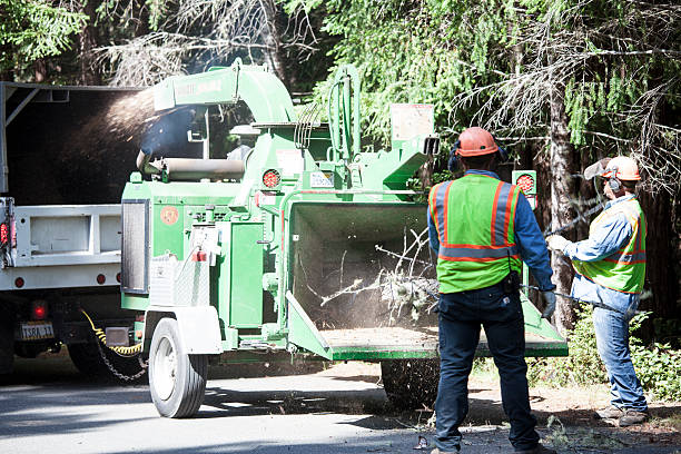 Vaiden, MS Tree Care Company